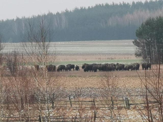 Wsrod Pol I Lasow Dubicze Cerkiewne Exterior foto